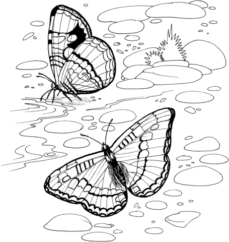 Butterfly On A River Coloring Page